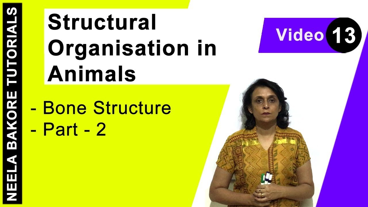 Structural Organisation in Animals | NEET | Bone Structure - Part  2 | Neela Bakore Tutorials