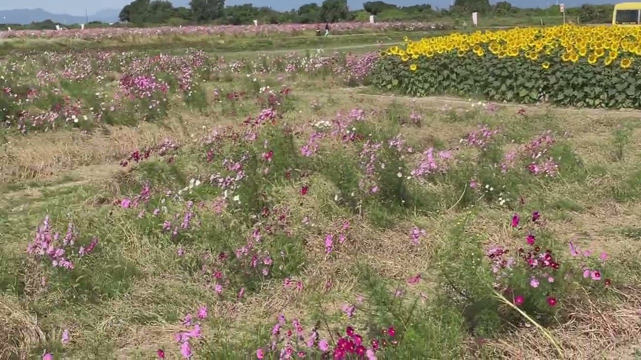佐賀空港コスモス園2025