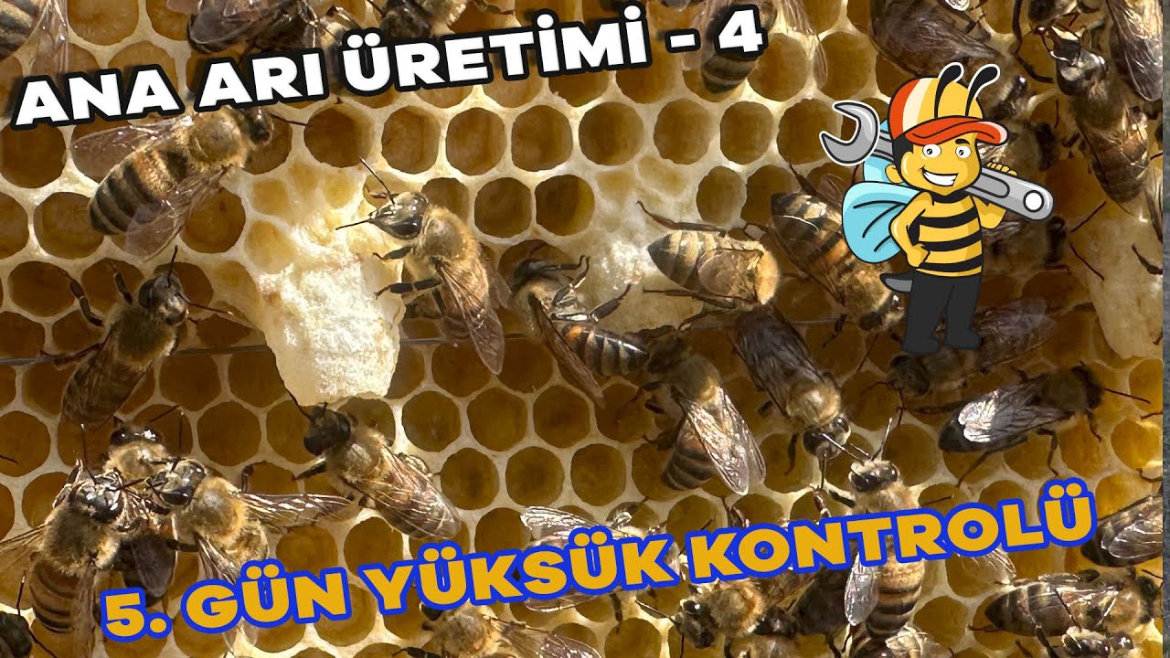 ПРОИЗВОДСТВО ПЧЕЛИНОЙ МАТЫ - 4) ПРОВЕРКА НАПЕРСКОВ НА 5-Й ДЕНЬ