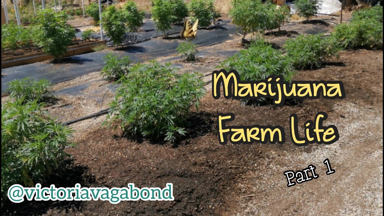 A Day On The Weed Farm | North California Marijuana | Travel Vlog 25