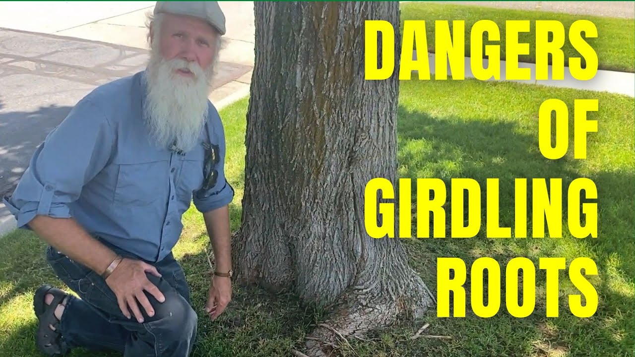 Are Girdling Roots Dangerous for Trees?