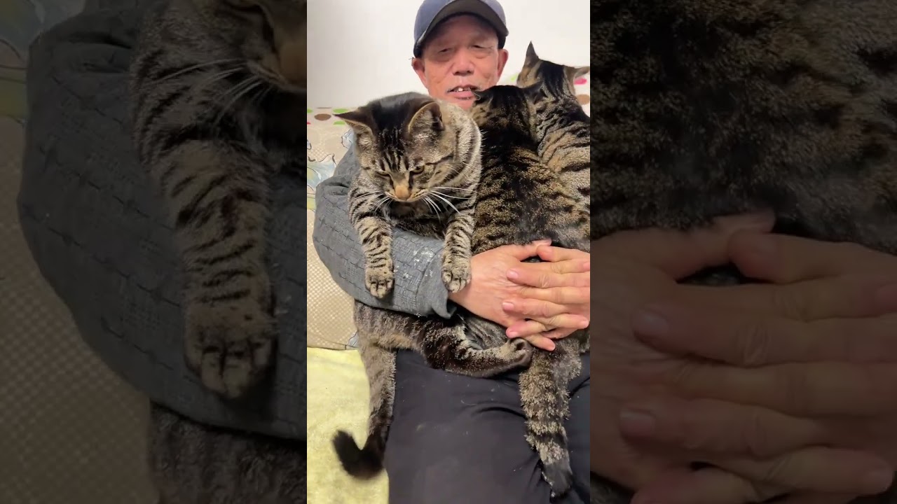 All the naughty little cats are lovely little babies