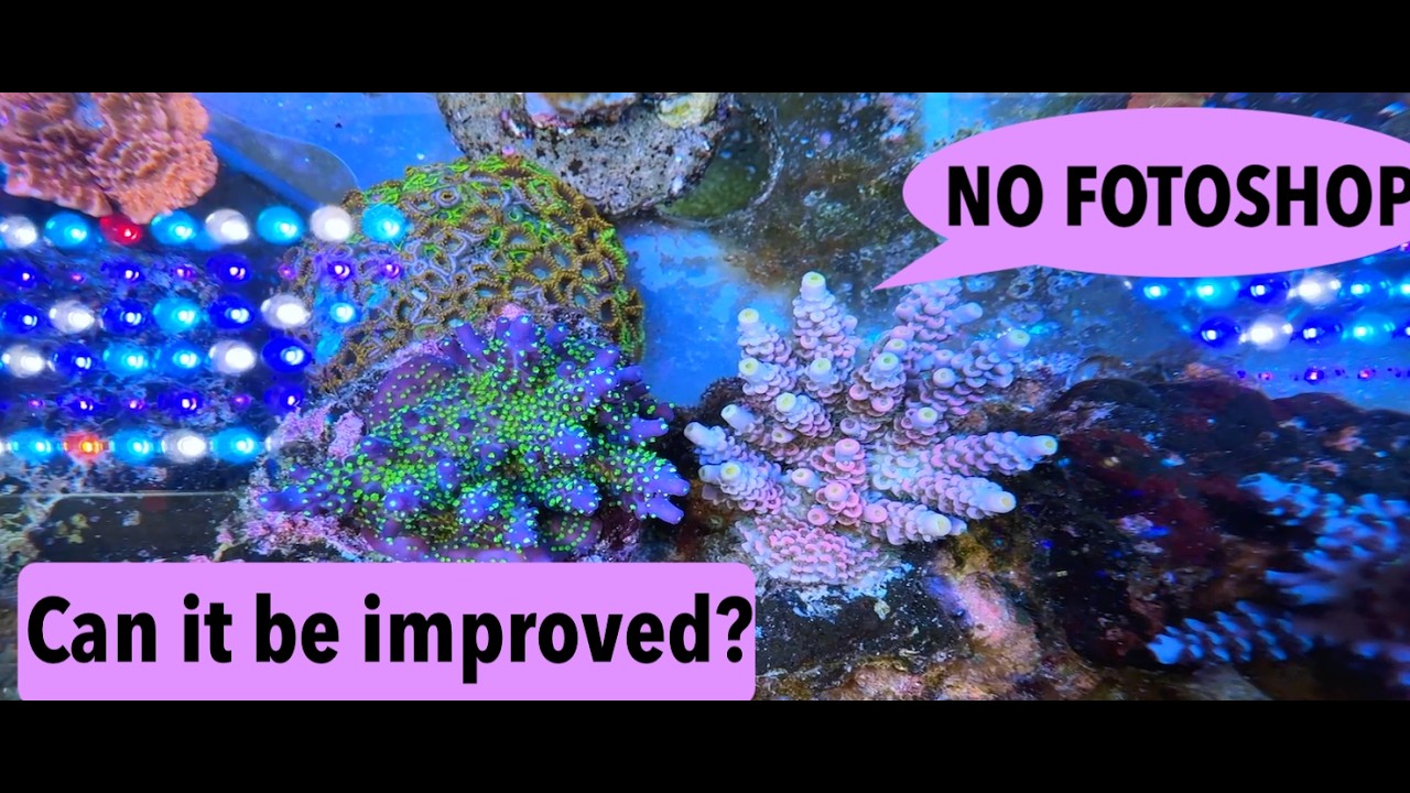 Acropora Tenu&iacute;s is on max of color ! Crazy coral