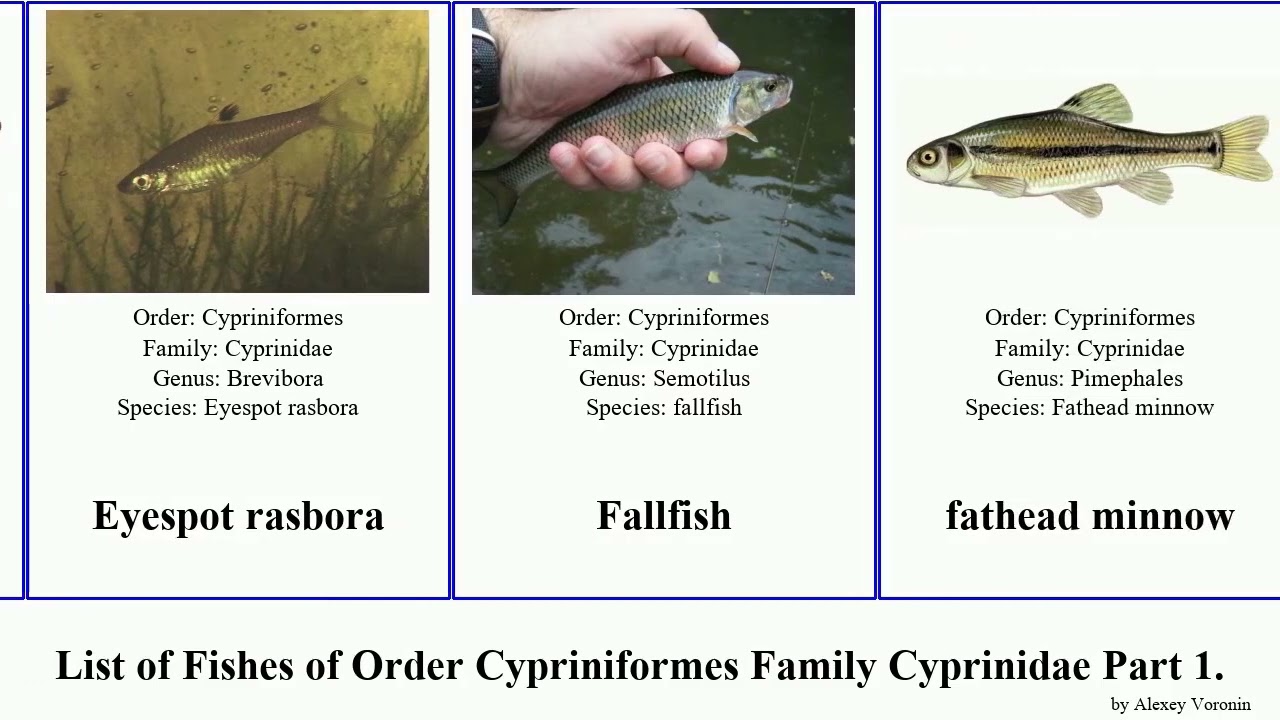 List of Fishes of Order Cypriniformes Family Cyprinidae Part 4. barb devario minnow giant carp