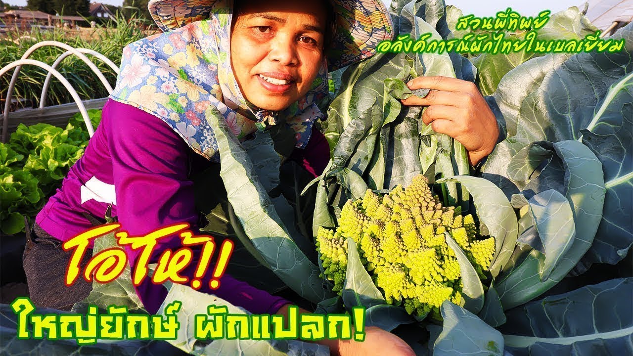 ผักอะไร!สวยแปลกลูกใหญ่ๆผักไทยเทศบุกโกดังเก็บผักไร่พี่ทิพย์ทั้งได้ผักกลับเยอะๆ(เล่าไหม่)