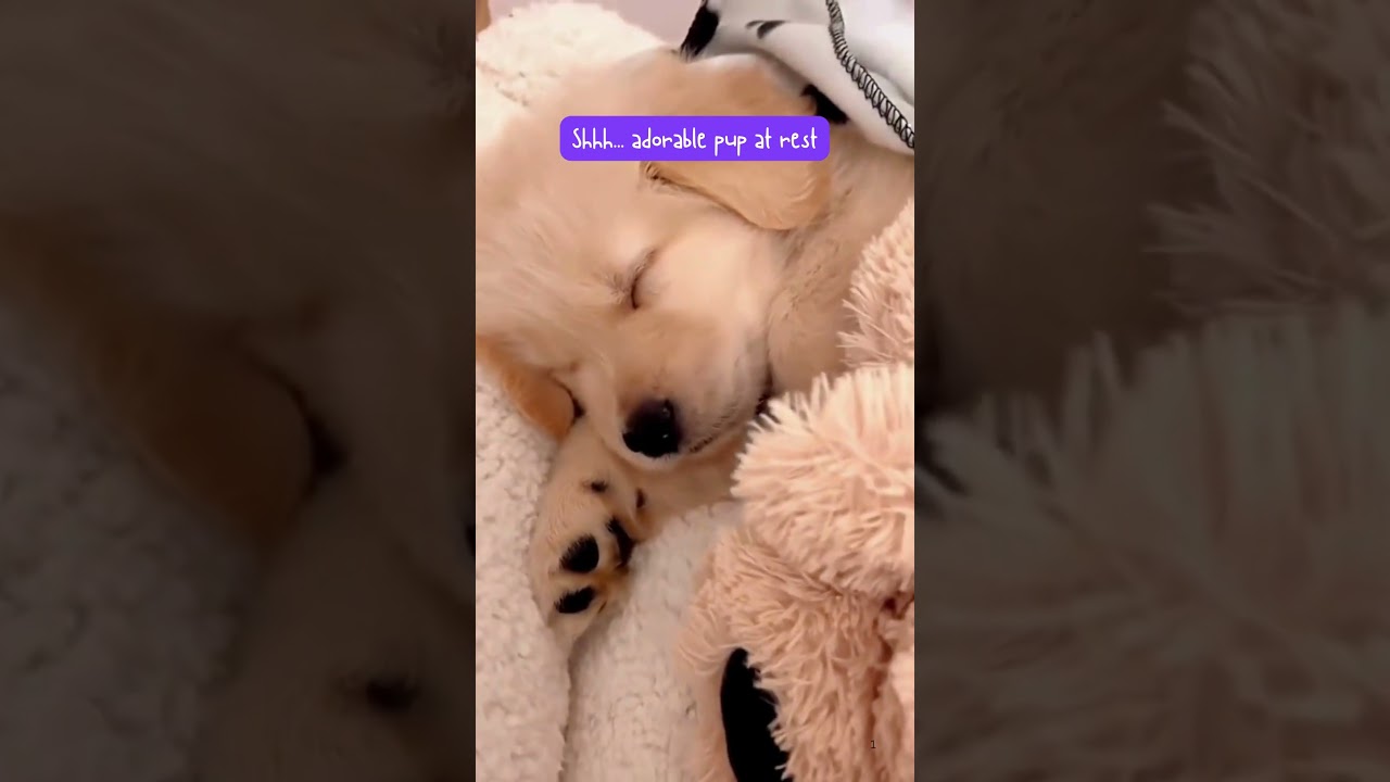 Shhh... adorable pup at rest 😇💤 #fyp, #CutenessAlert, #PeacefulPup