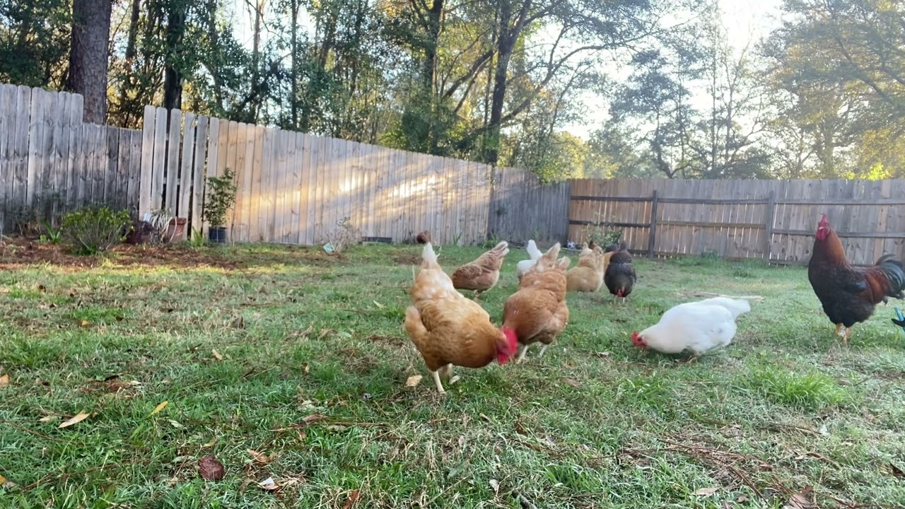 Morning with my Backyard Chickens