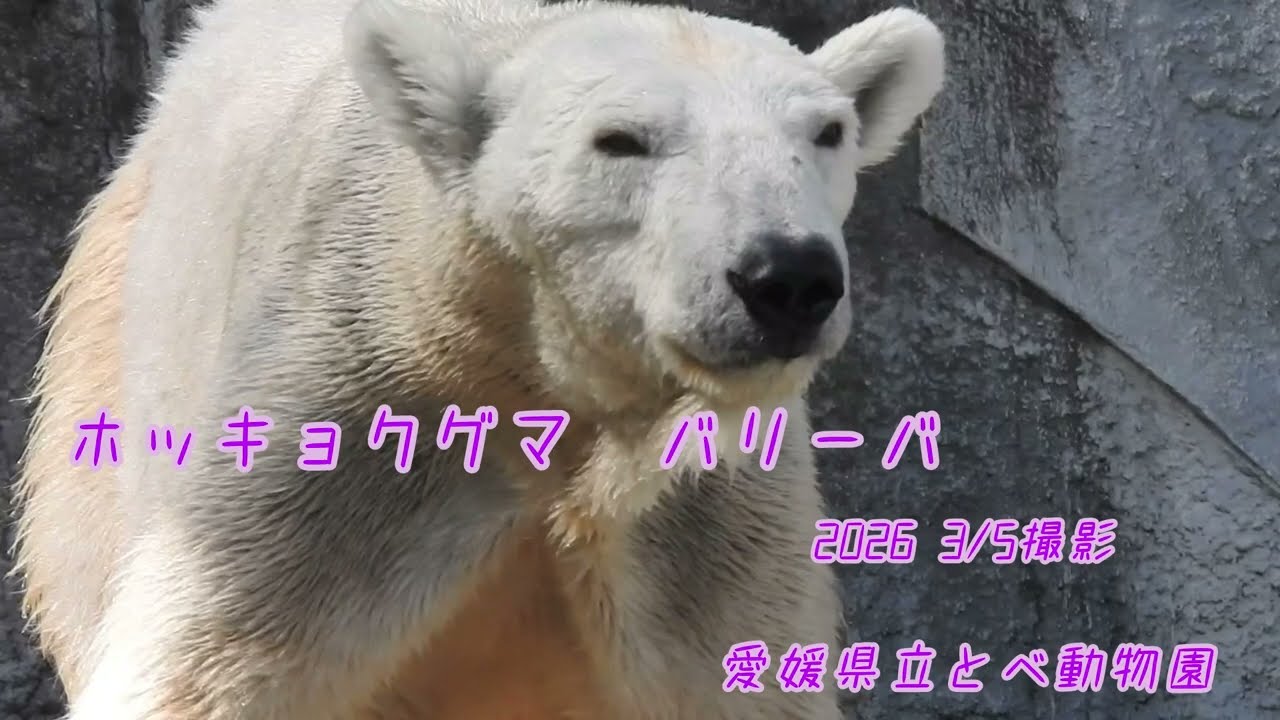 ホッキョクグマバリーバ（2026 3/5撮影）