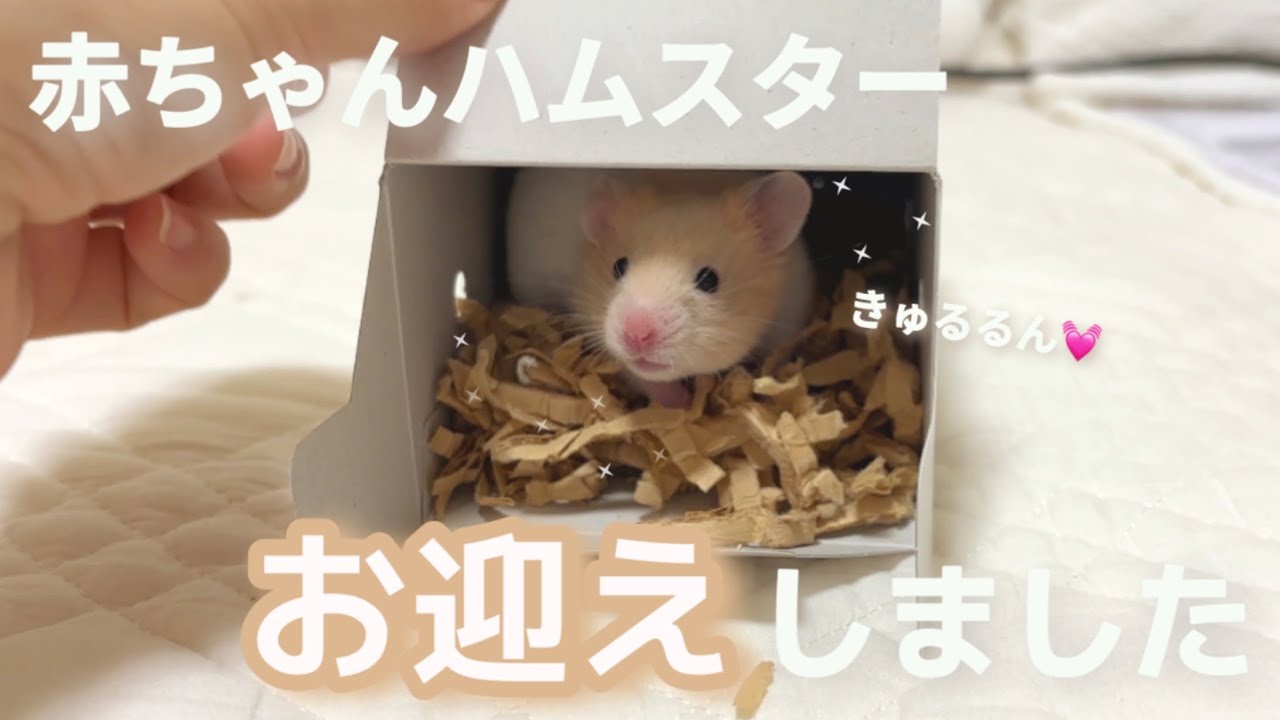 ずっと探してた赤ちゃんハムスターお迎えしました🐹🧡