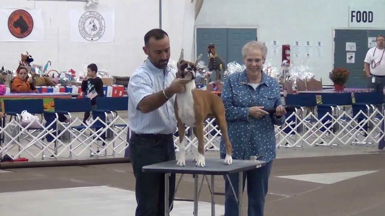 Owner-Handler Seminar 2 - By: Diego Garcia @ ABC Regional