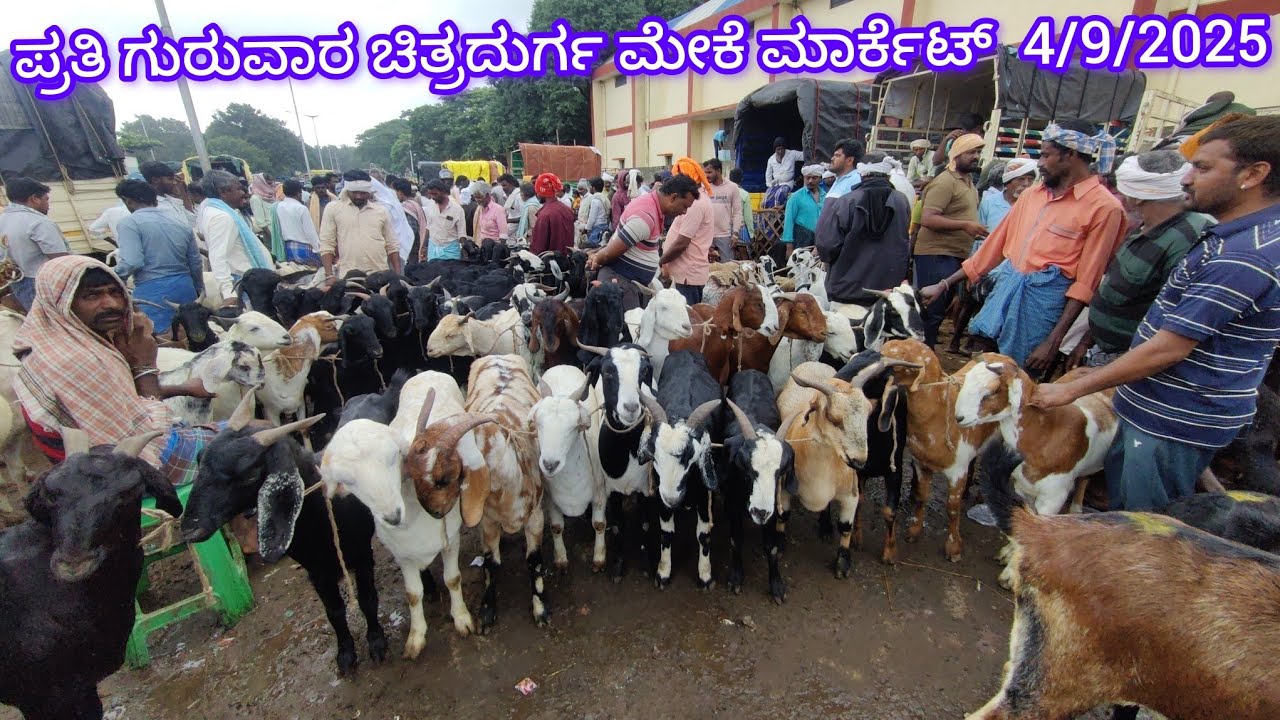 ಪ್ರತಿ ಗುರುವಾರ ಚಿತ್ರದುರ್ಗ ಮೇಕೆ ಮಾರ್ಕೆಟ್ Every Thursday Chitradurga Goat Market 4/9/2025