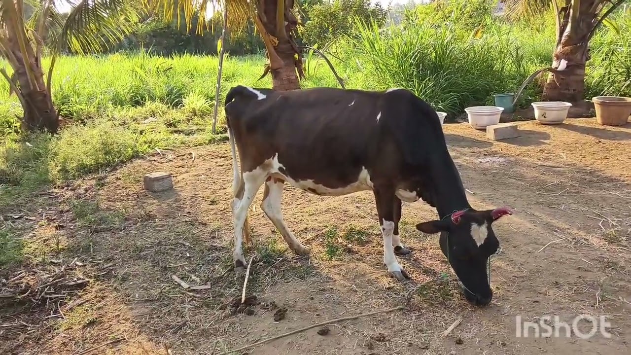 மாடுகளுக்கு குடற்புழு மாத்திரை எப்போது கொடுக்க வேண்டும்? எத்தனை மாதத்திற்கு ஒருமுறை கொடுக்க வேண்டும்