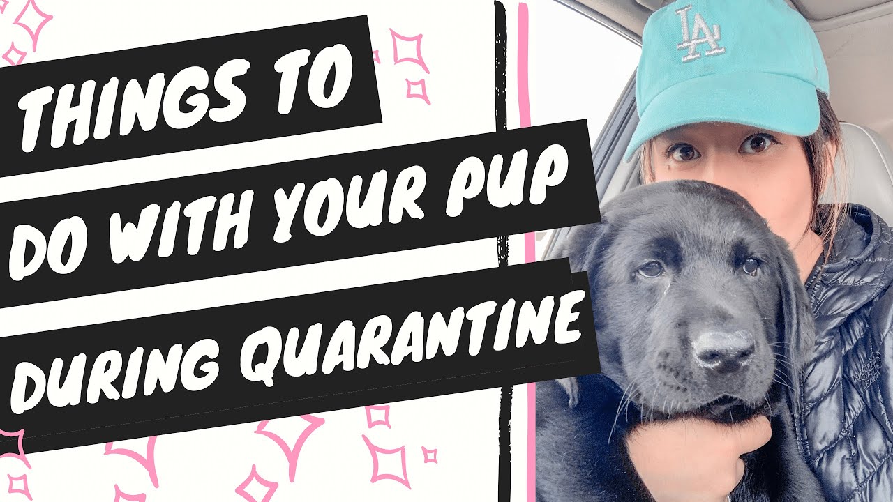 Things to do with Your Dog Inside During Quarantine