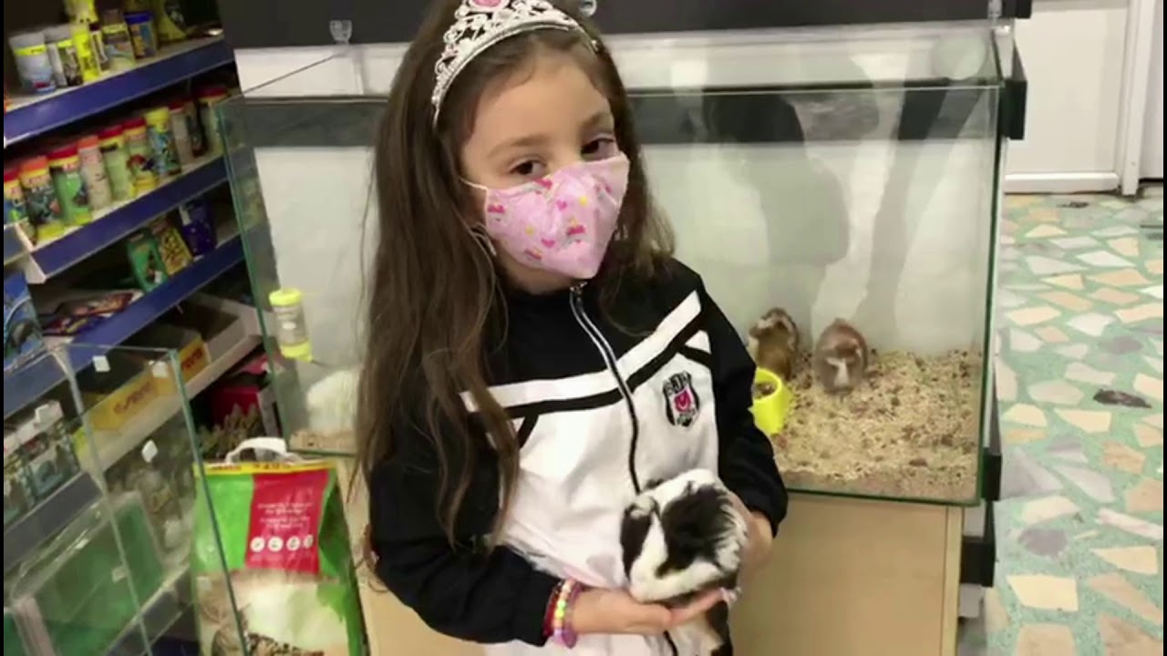 Petshopa gittik Hamster or Guinea pig