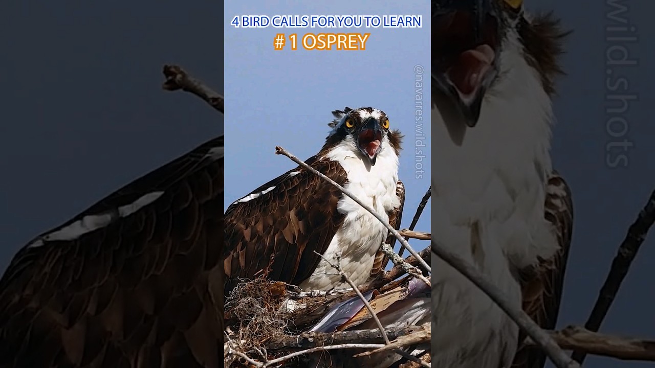 4 Birds of Prey Calls for You to Learn - Part 4