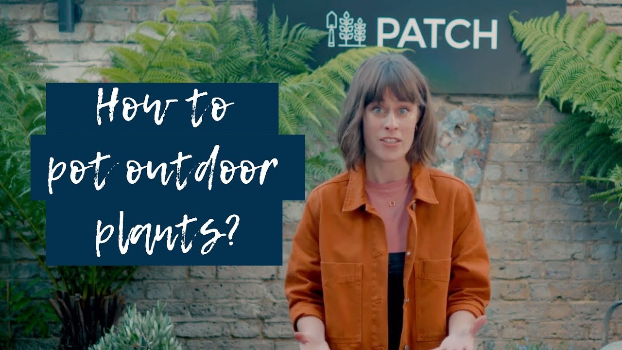 How to pot outdoor plants 🌴