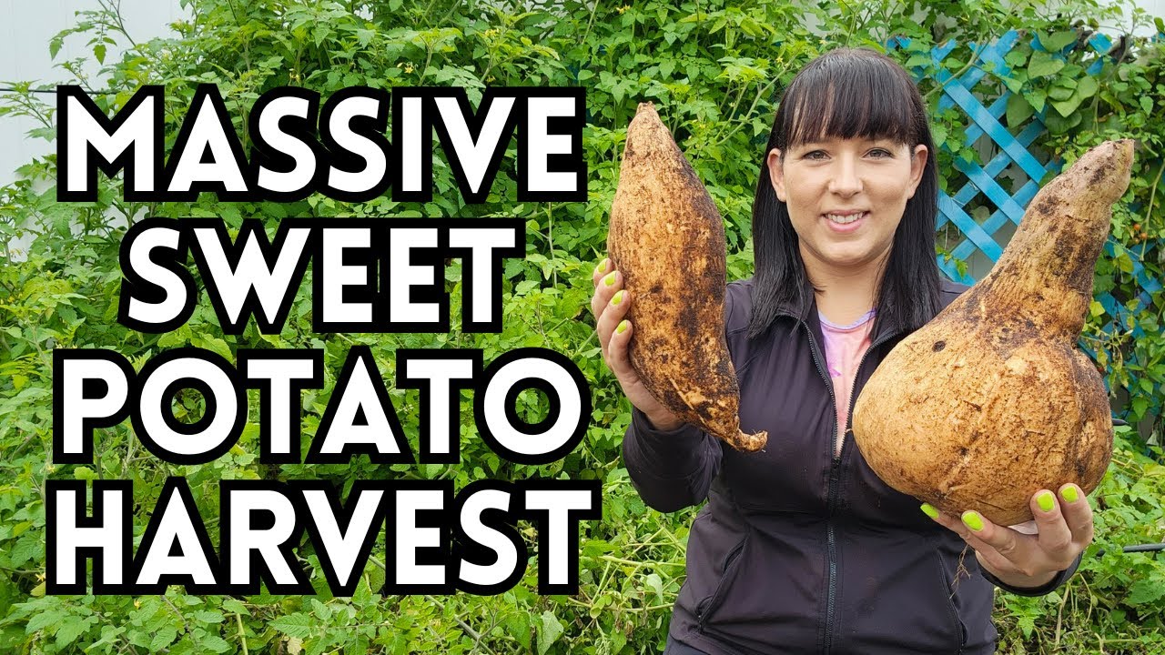 Sweet Potato Harvest: How to propagate, harvest, & cure sweet potatoes #garden #sweetpotato