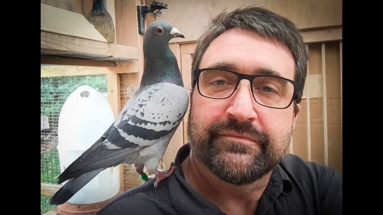 Meet Kentucky's Famous Pigeon Photographer, UK's David Stephenson