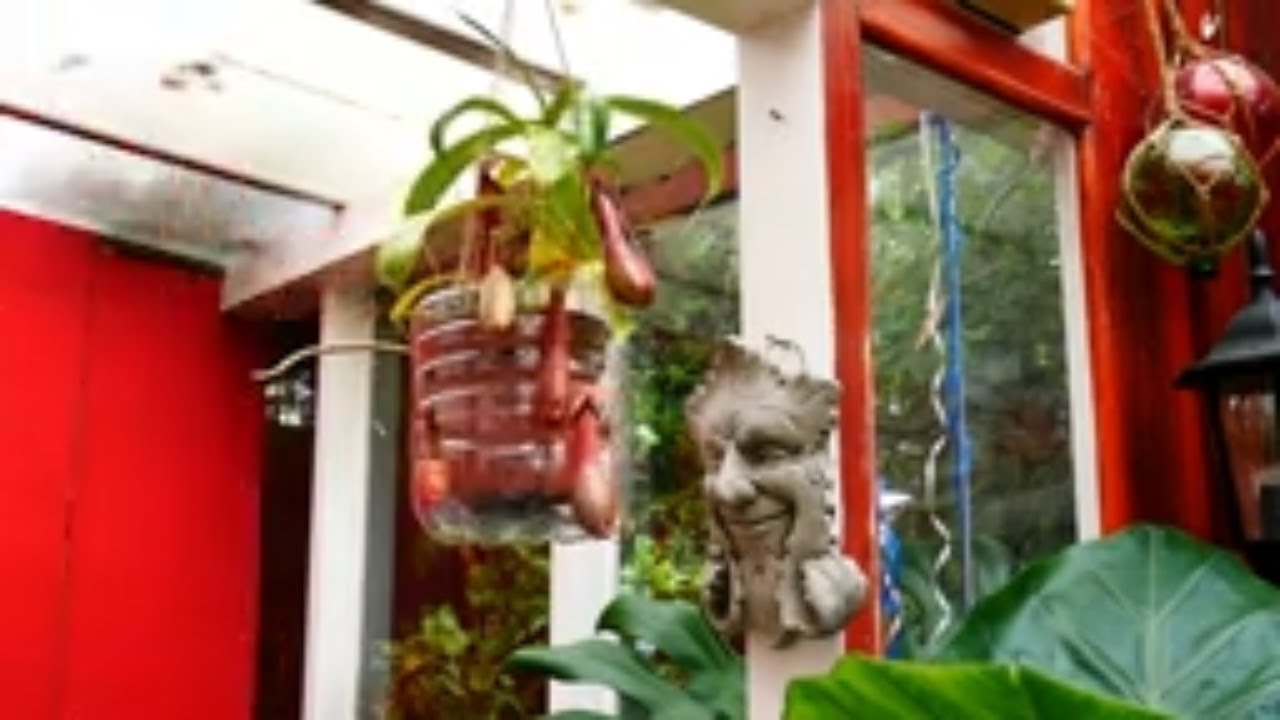 Monkey Cup Plant