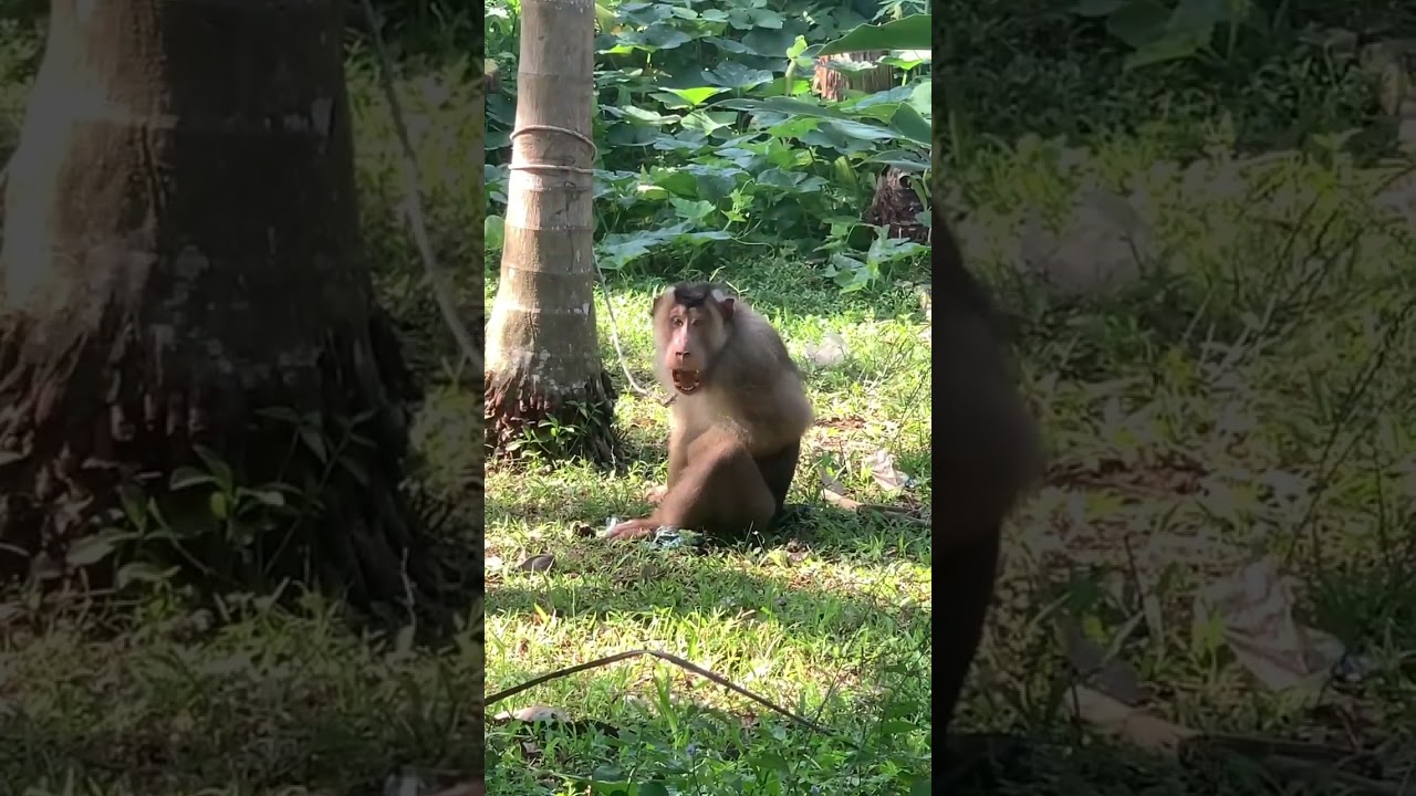 ‼️DETIK -DETIK BERUK AKAN MENYERANG⚠️WARNING⚠️