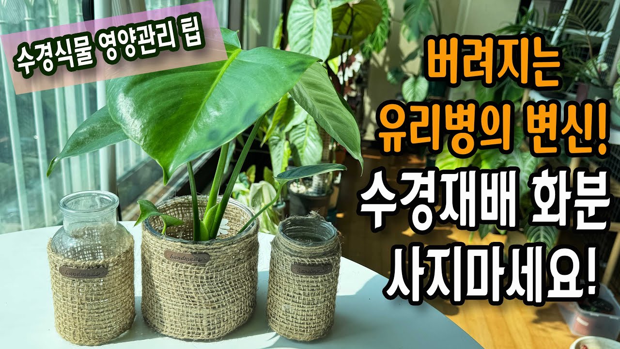 버리는 유리병으로 내추럴 유리 화병 만들기/ 예쁘고 누구나 만들 수 있는 수경재배 화분 /  몬스테라 수경재배로 키우기, 수경식물 영양관리 방법