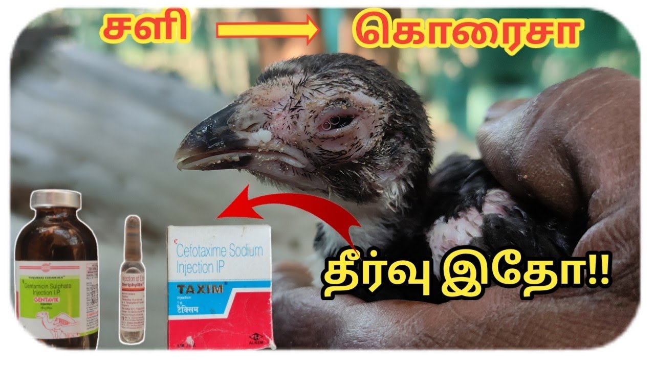கொரைசா குணப்படுத்தும் மருந்து|How to cure coryza disease in tamil|Varungala Vivasaye