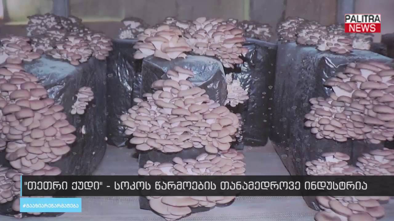 თეთრი ქუდი - სოკოს წარმოების თანამედროვე ინდუსტრია
