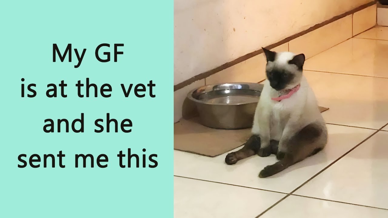 This Online Group Shares the Funniest Cat Posts, Jokes, and Memes (50 Pics)