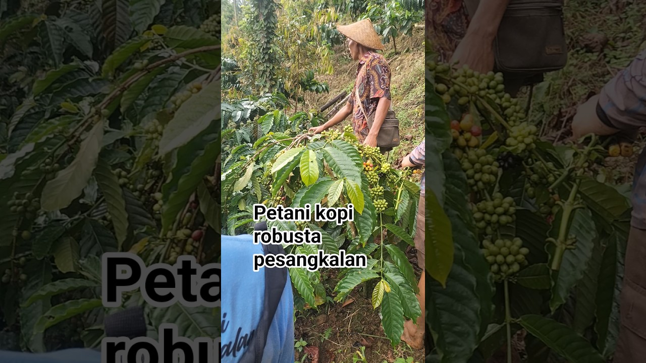 petani kopi robusta pesangkalan muda-muda semangat terus panen maksimal. #kopirobusta #pertanian