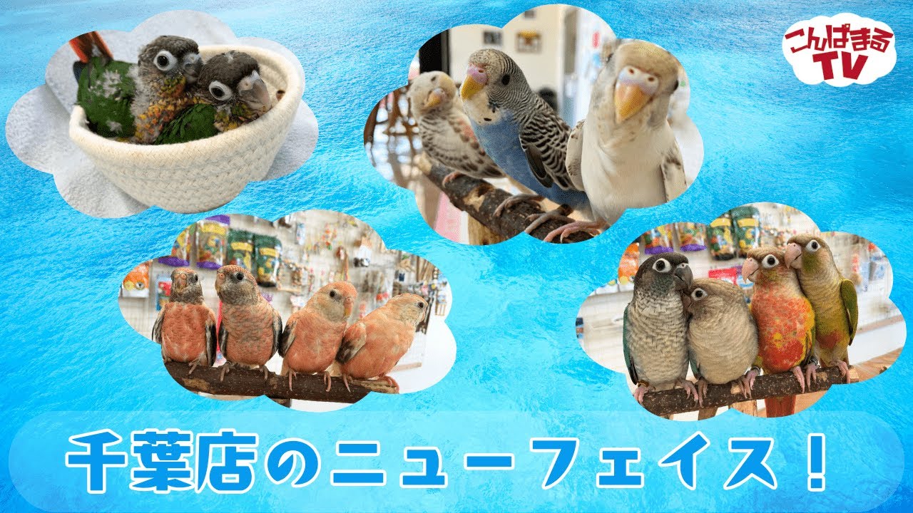 【こんぱまるＴＶ】千葉店　#23　千葉店のニューフェース！！