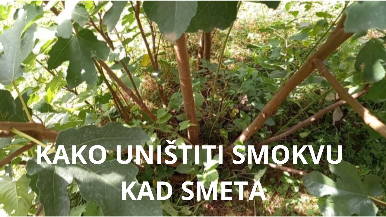 KAKO SE RIJE&Scaron;ITI SMOKVE KADA POSTANE PROBLEM