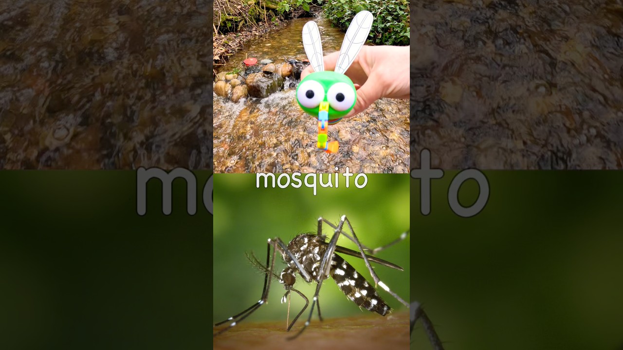 Bug Insect Names | Kids Learn at the Small Waterfall: Rhino Beetle Mosquito Ant Butterfly Centipede