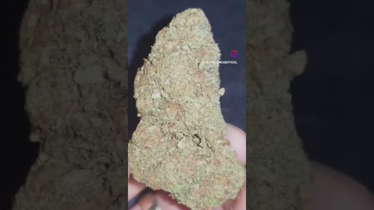 Chocolate Haze 🍩 #jungledream