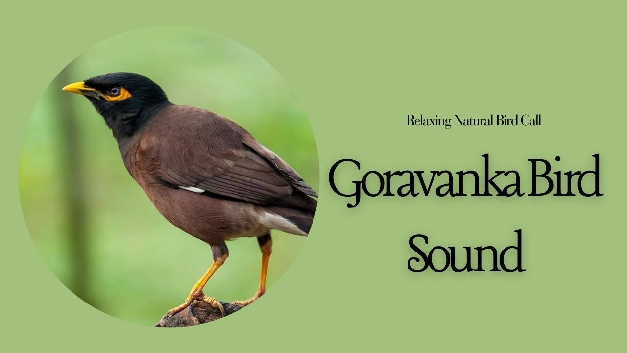 Goravanka Bird Sound | Relaxing Natural Bird Call