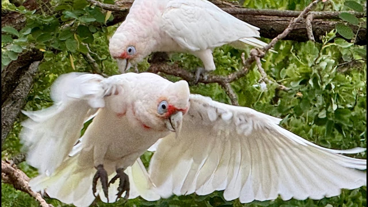 The Australian Bird Show!