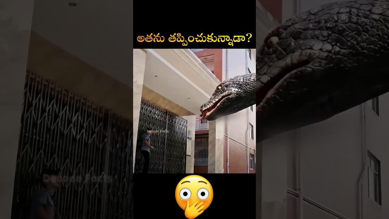 Big Anaconda with revenge? Telugu Latest New Anakonda #movierecap #movieexplained #movieexplanati...