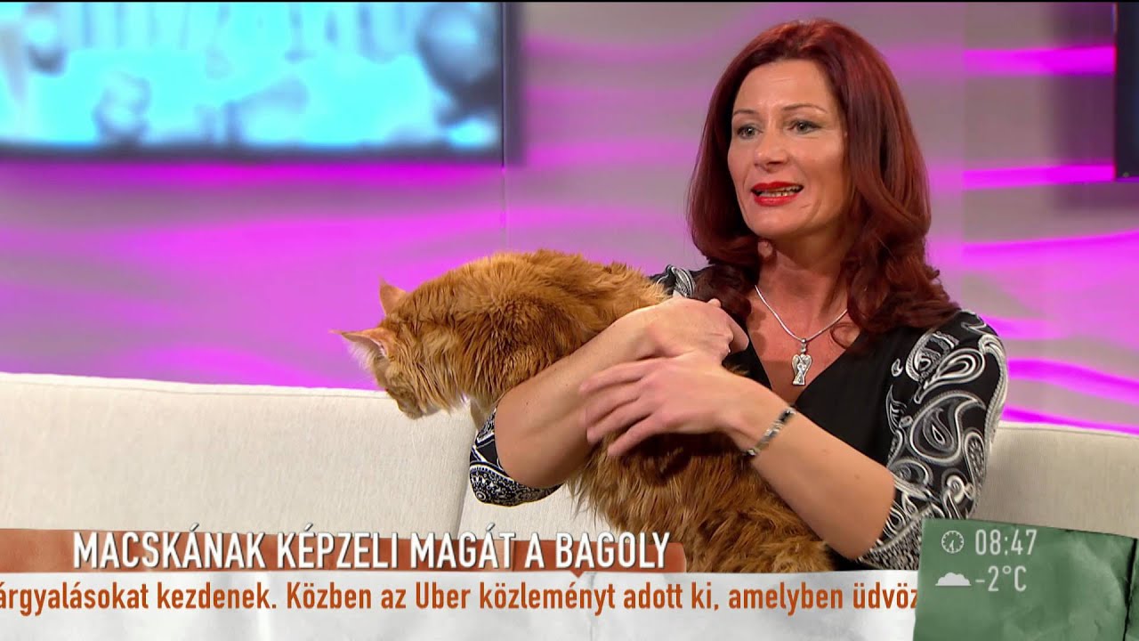 Cicadorombolás és cuki bagolylány a Mokkában - 2016.01.21. - tv2.hu/mokka