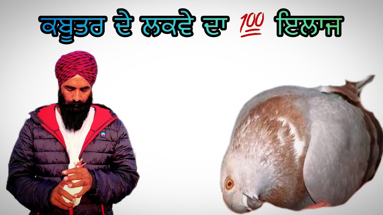 ਕਬੂਤਰ ਦੇ ਲਕਵੇ ਦਾ 💯 ਇਲਾਜ 