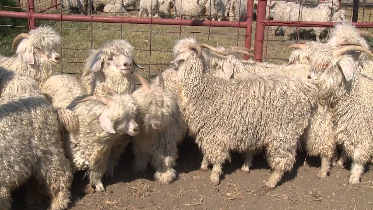 Shear Genius | Angora Goats