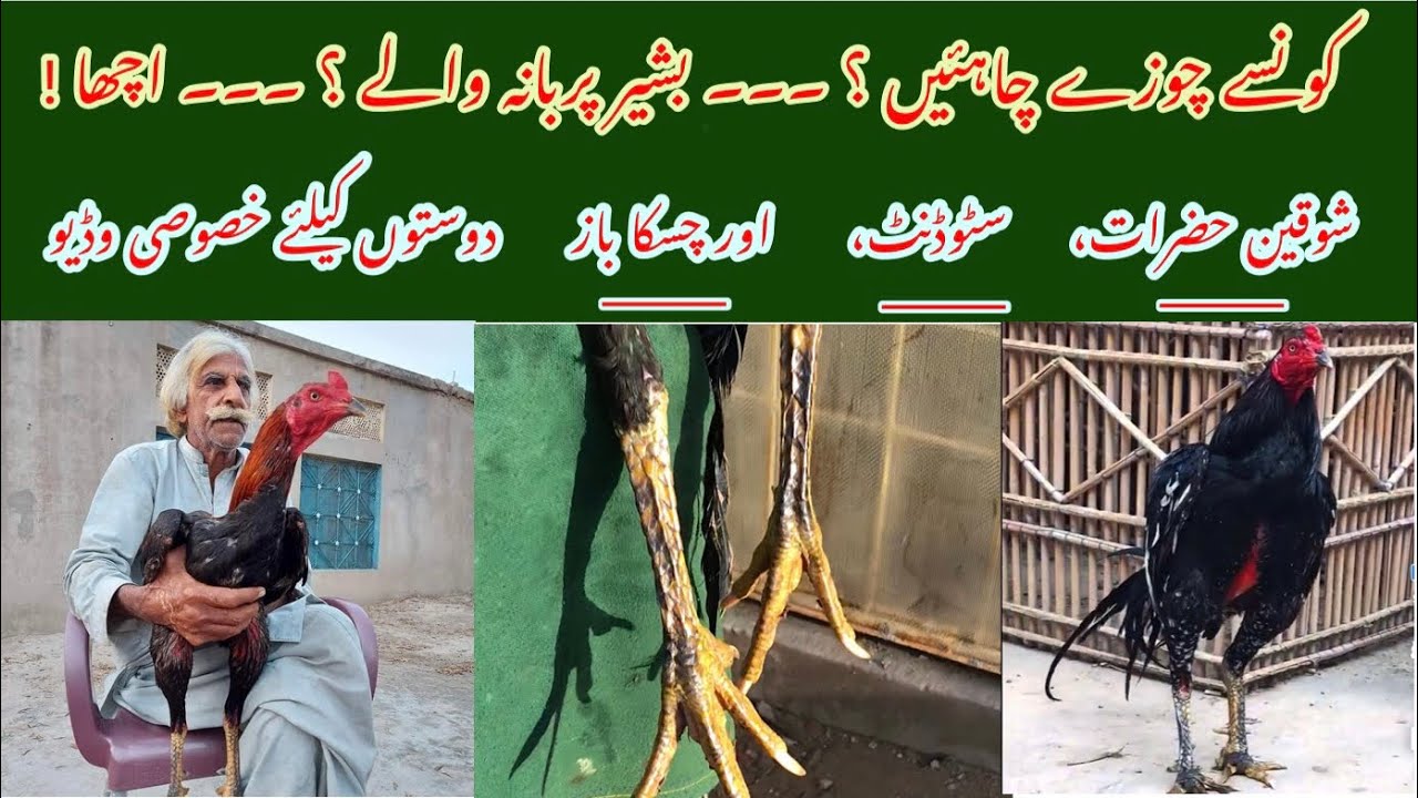 Why people only ask for basheer purbana’s aseel chickens