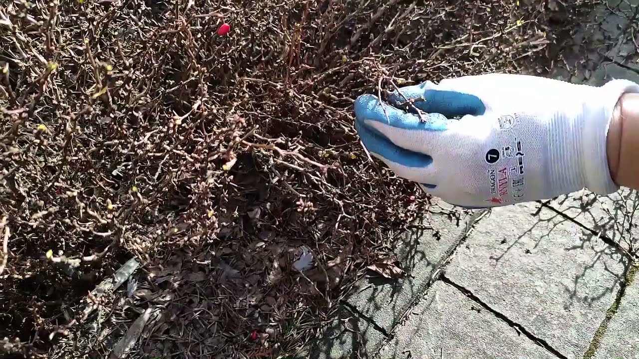 Wiosenne cięcie berberysu miniaturowego Berberis th. 'Admiration'