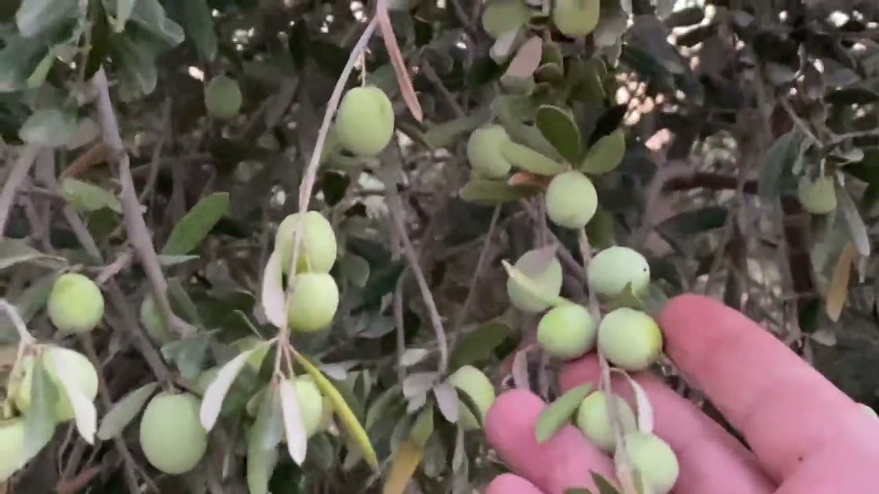شرح مبسط لصنف الزيتون السوري (زيتي) ومقارنته بالاربكوينا وسبب تفضيله على الصنف الزيتي