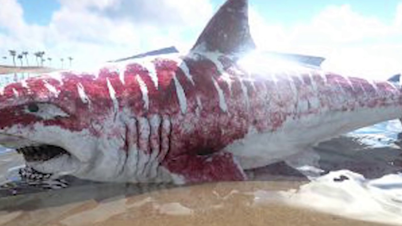 Megalodon Hala Yaşıyor Mu ? Megalodon Kameraya Yakalandı Mı ?