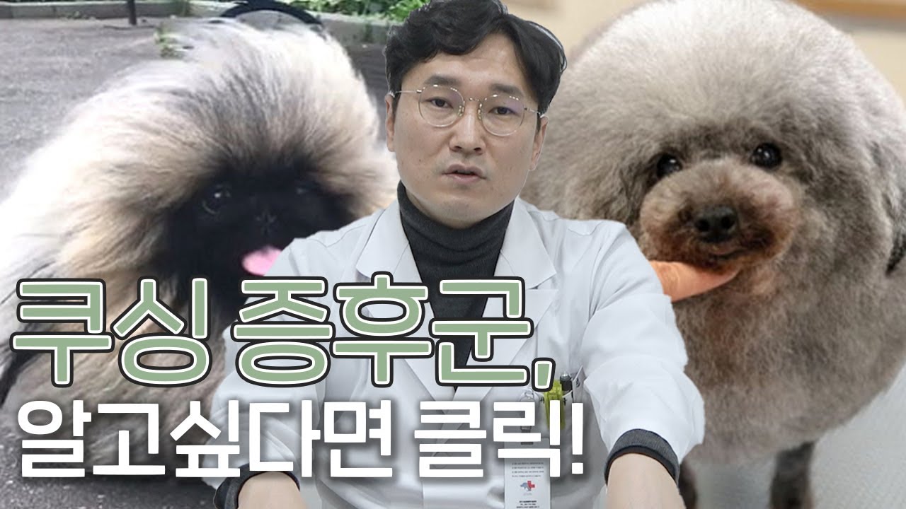 우리 강아지 털 속에 숨겨진 비밀이 있다? 쿠싱 증후군, 궁금하다면 클릭!