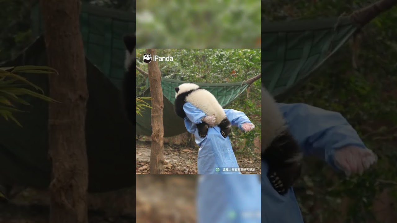 When Clingy Panda Only Wants Its Nanny To Play Instead Of Working | iPanda 