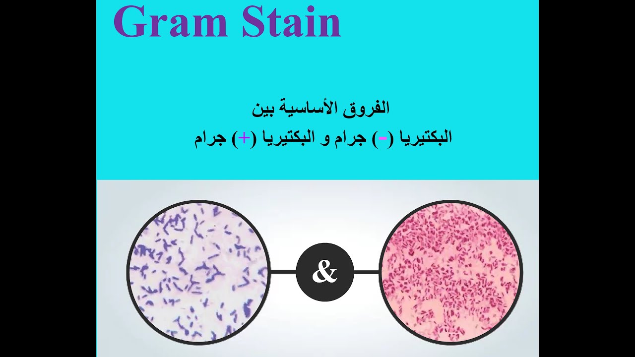 (Gram stain using Virtual Lab) صبغة جرام باستخدام المعامل الافتراضية
