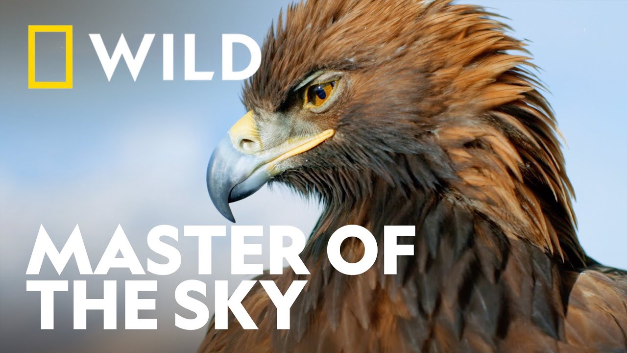 Majestat Orła Przedniego | Dzika Europa | National Geographic WILD UK
