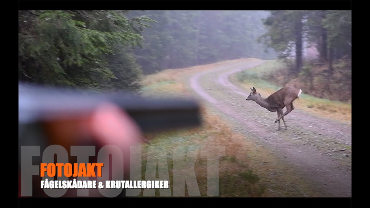 Fågelskådare & krutallergiker