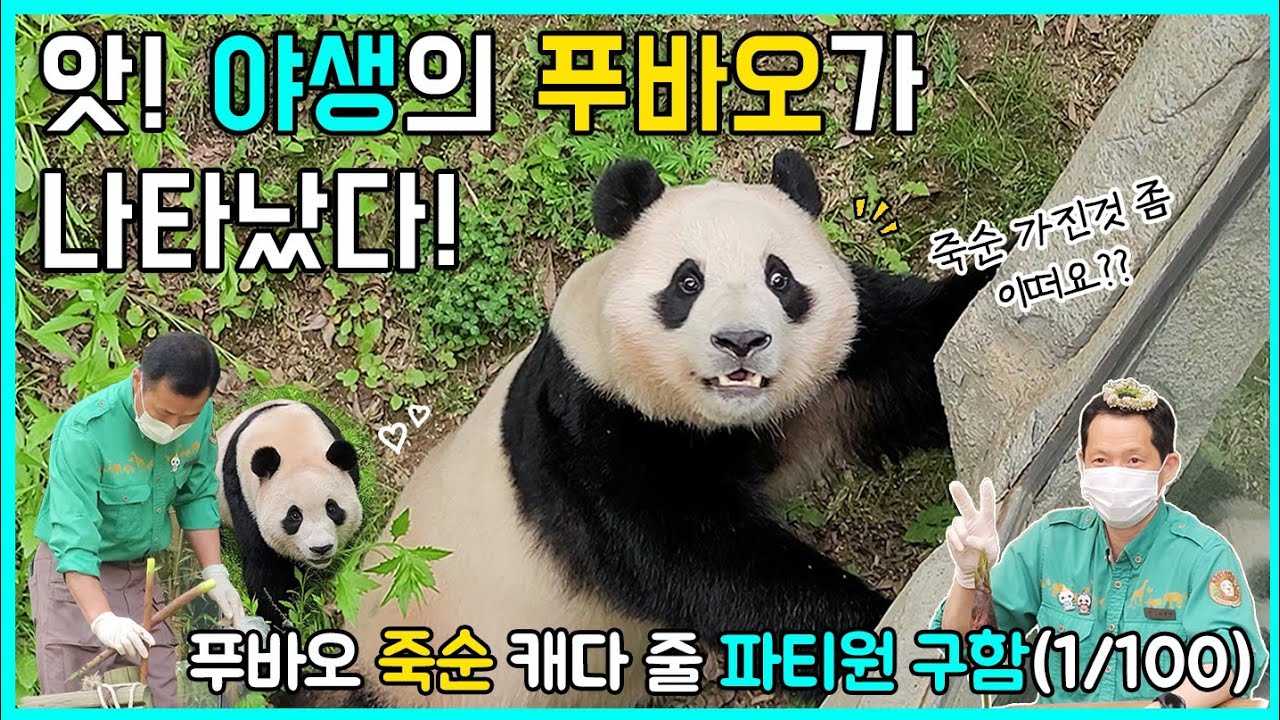 죽순이 더 먹고싶은 푸바오가 할부지를 부르는 방법😎 팬미팅현장! 야생 느낌 물씬~ 풀밭의 아기판다🐼🩷 #fubao #푸바오 #panda