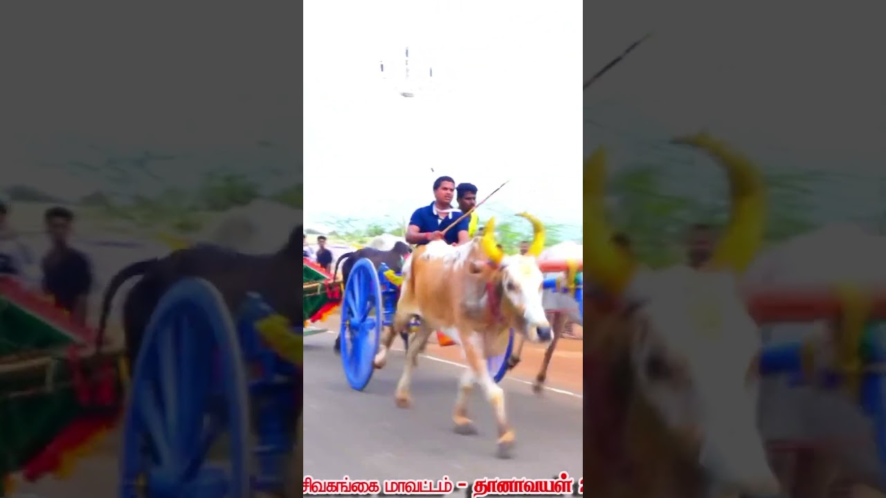 ரேக்ளா #panthayam #horse